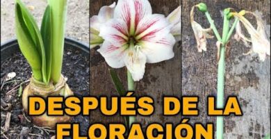 Descubre qué es el lirio y su encanto natural