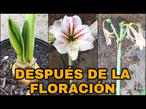 Descubre qué es el lirio y su encanto natural