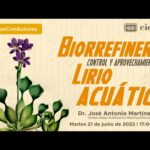 Lirio acuático: belleza acuática en tu jardín