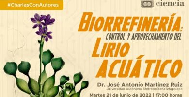 Lirio acuático: belleza acuática en tu jardín