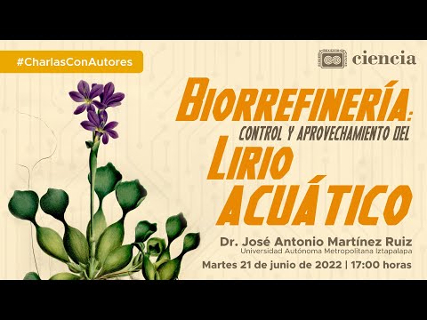 Lirio acuático: belleza acuática en tu jardín