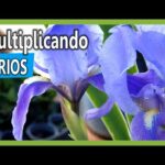 Semilla de lirio: Cómo cultivar y cuidar estas hermosas flores