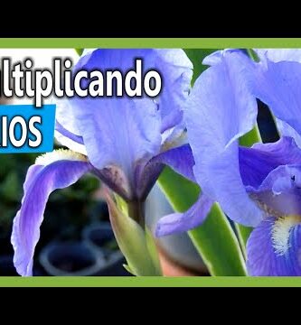 Semilla de lirio: Cómo cultivar y cuidar estas hermosas flores