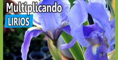 Semilla de lirio: Cómo cultivar y cuidar estas hermosas flores