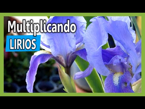 Semilla de lirio: Cómo cultivar y cuidar estas hermosas flores