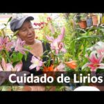 Lirio de la paz: descubre sus encantadores colores