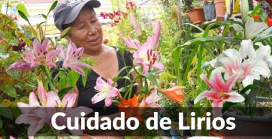 Lirio de la paz: descubre sus encantadores colores