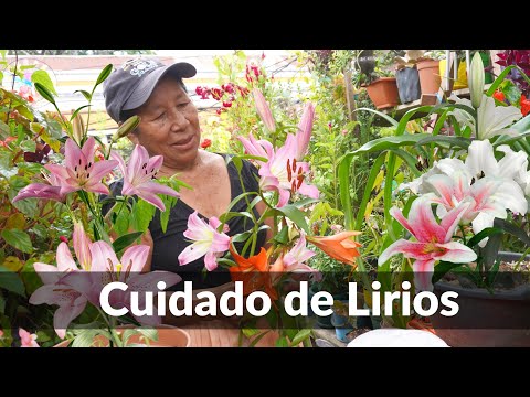 Lirio de la paz: descubre sus encantadores colores