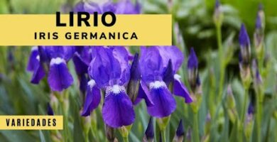 Lirio de día: belleza natural en tu jardín