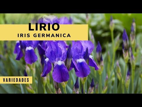 Lirio de día: belleza natural en tu jardín