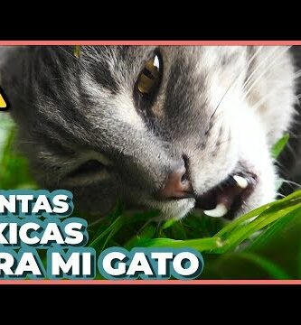 Lirio para gatos: cuidados y recomendaciones