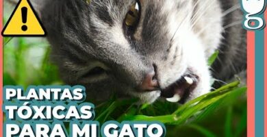 Lirio para gatos: cuidados y recomendaciones