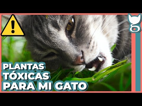 Lirio para gatos: cuidados y recomendaciones