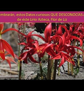 Lirio Azucena: Belleza y significado de esta flor exquisita