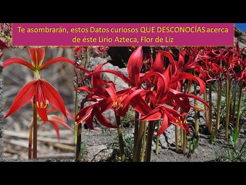 Lirio Azucena: Belleza y significado de esta flor exquisita