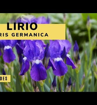 Lirio salvaje: Belleza natural en tu jardín