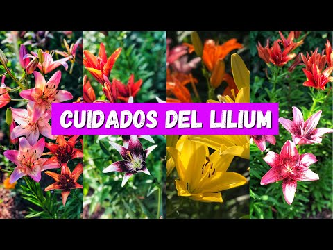 Plantas Lirio: Belleza y cuidados para tu jardín