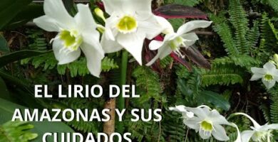 Lirio Japonés: Belleza y Tradición Floral