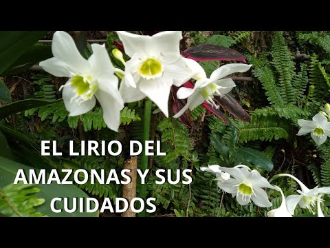 Lirio Japonés: Belleza y Tradición Floral