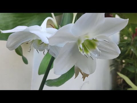 Lirio flor blanca: belleza en blanco puro