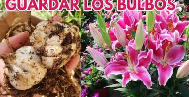 Lirio bulbo: Cómo plantar y cuidar esta hermosa flor