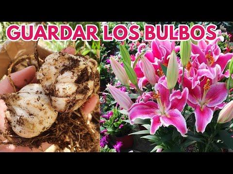 Lirio bulbo: Cómo plantar y cuidar esta hermosa flor