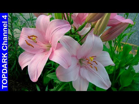 Flores de lirio: Belleza y elegancia en tu jardín