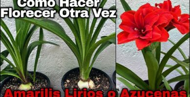 Azucena Lirio: Belleza y elegancia en tus espacios