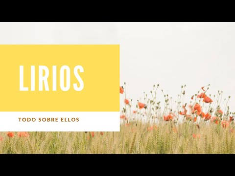 Lirio: belleza y significado de esta encantadora flor