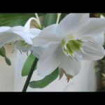 Descubre la belleza del lirio blanco: una flor que enamora