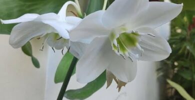 Descubre la belleza del lirio blanco: una flor que enamora