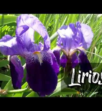 Descubre la belleza del lirio morado: una flor única