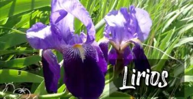 Descubre la belleza del lirio morado: una flor única