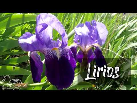 Descubre la belleza del lirio morado: una flor única