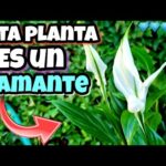 Lirio de la paz: descubre todo sobre esta planta