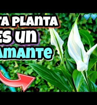 Lirio de la paz: descubre todo sobre esta planta