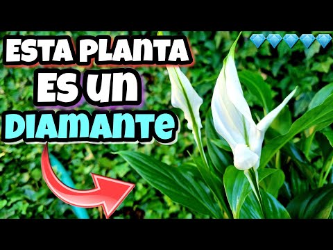 Lirio de la paz: descubre todo sobre esta planta