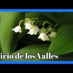 Lirio del Valle: Encanto floral y significado