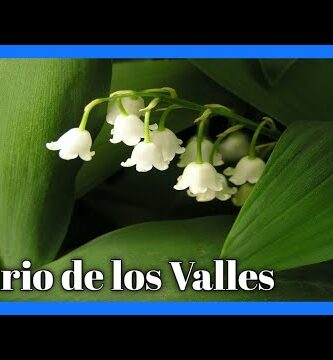 Lirio del Valle: Encanto floral y significado