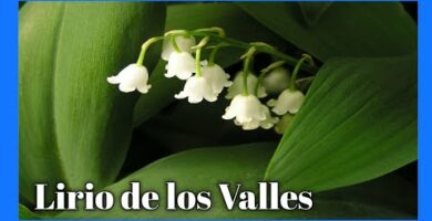 Lirio del Valle: Encanto floral y significado