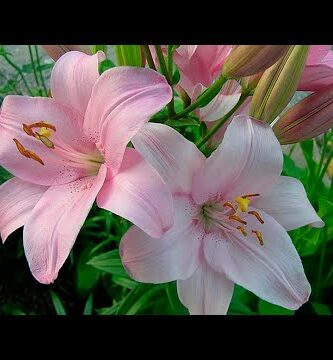 Descubre la belleza del lirio: la flor perfecta para cualquier ocasión