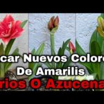 Lirio: Descubre los impresionantes colores de esta hermosa flor