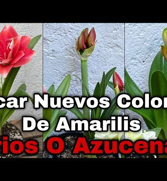 Lirio: Descubre los impresionantes colores de esta hermosa flor