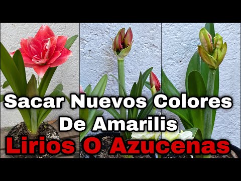 Lirio: Descubre los impresionantes colores de esta hermosa flor