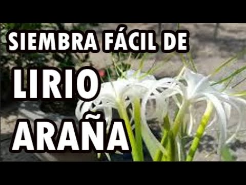 Lirio de araña azul: belleza y elegancia en tu jardín