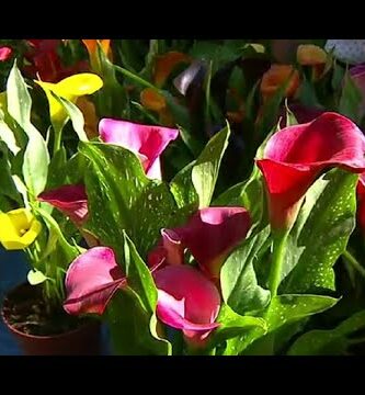 Cala: Descubre la belleza del lirio de agua en tu jardín