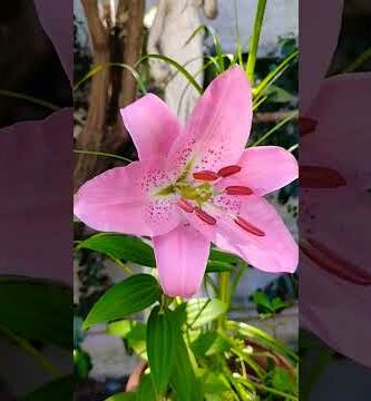 Lirio naranja: Descubre la belleza y significado de esta flor