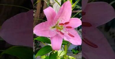 Lirio naranja: Descubre la belleza y significado de esta flor