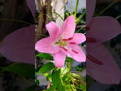 Lirio naranja: Descubre la belleza y significado de esta flor