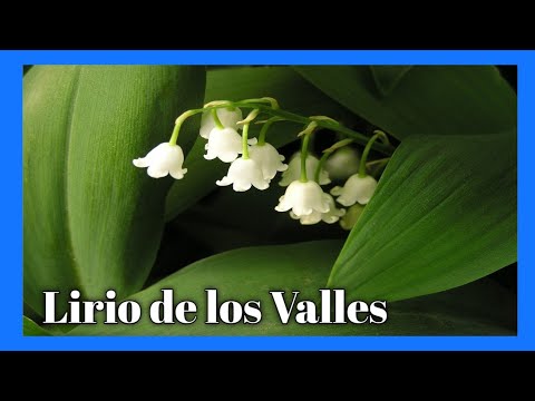 Lirio de los Valles: Belleza y fragancia en tu jardín